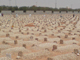 Rebulding the graves - part 2<font color=red size=-1>- Count Views: 10372</font>