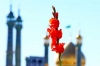 تصویری رپورٹ/ حضرت فاطمہ معصومہ(س) کے قم میں یوم ورود پر گلبارانی<font color=red size=-1>- مشاہدات: 2225</font>